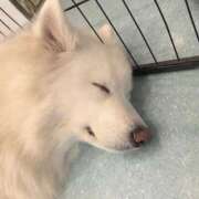 ヒメ日記 2026/05/23 21:35 投稿 サクラ リッチドールなんば店