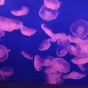 ここ 海月だいすき ちゃんこ藤沢茅ヶ崎店