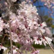 ヒメ日記 2026/04/01 07:03 投稿 あいこ ぷるるんマダム 難波店