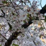 ヒメ日記 2026/04/12 18:17 投稿 れいあ 三つ乱本館