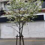 ヒメ日記 2026/04/13 12:06 投稿 太田 MadameRest(マダムレスト)