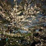 ヒメ日記 2026/04/08 12:29 投稿 せな☆本日体験 JKサークル