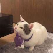 ヒメ日記 2026/04/03 02:43 投稿 るな☆超カワイイー！ JKサークル