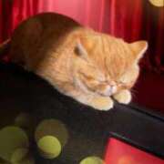 ヒメ日記 2026/04/12 18:16 投稿 西田(にしだ) 人妻出逢い会 百合の園 品川店