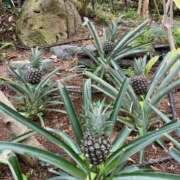 ヒメ日記 2026/03/28 17:57 投稿 涼宮りょう デリス新宿