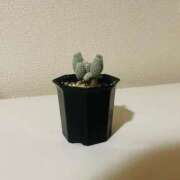 ヒメ日記 2026/04/04 18:44 投稿 涼宮りょう デリス新宿