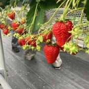 ヒメ日記 2026/03/14 21:21 投稿 川上はる 全裸コレクション or 妄想痴漢電車