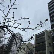 ヒメ日記 2026/03/21 11:32 投稿 さえこ 美熟女倶楽部Hip's 春日部店