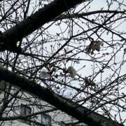 ヒメ日記 2026/03/24 11:30 投稿 さえこ 美熟女倶楽部Hip's 春日部店