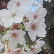 遥ゆい ほんとにごめんなさい 恋する奥さん 西中島店