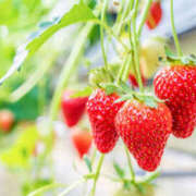 ヒメ日記 2026/03/31 21:00 投稿 かほ CHERRY WEST(チェリーウエスト)