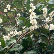 ヒメ日記 2026/03/06 16:40 投稿 真山ひなみ 五十路マダム 岐阜店