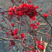 ヒメ日記 2026/03/03 22:33 投稿 扶桑ゆきか ワイフコレクション