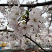 ヒメ日記 2026/04/06 00:04 投稿 扶桑ゆきか ワイフコレクション