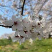 ヒメ日記 2026/03/29 16:57 投稿 ちか ハピネス東京 吉原店