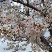 ヒメ日記 2026/04/01 08:38 投稿 森川 松戸おかあさん