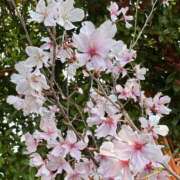 ヒメ日記 2026/03/29 10:56 投稿 いるま 丸妻 新横浜店