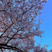 ヒメ日記 2026/04/12 06:01 投稿 白峰つむぎ ESTE ALLURE