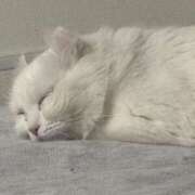 ヒメ日記 2026/03/03 00:15 投稿 みい 姫コレクション