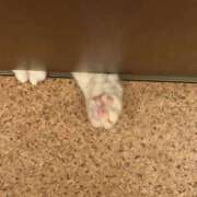 ヒメ日記 2026/03/04 00:40 投稿 みい 姫コレクション