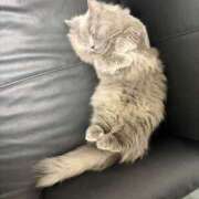 ヒメ日記 2026/03/04 13:48 投稿 みい 姫コレクション