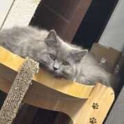 ヒメ日記 2026/03/06 23:59 投稿 みい 姫コレクション