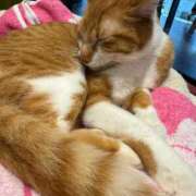 ヒメ日記 2026/03/18 10:45 投稿 ひびき ルネッサンス