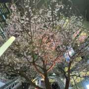 ヒメ日記 2026/04/01 12:15 投稿 ひびき ルネッサンス