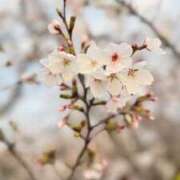 ヒメ日記 2026/04/02 12:30 投稿 ひびき ルネッサンス