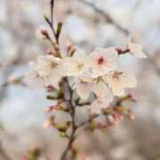 ヒメ日記 2026/04/13 12:31 投稿 ひびき ルネッサンス