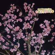 ヒメ日記 2026/03/30 12:01 投稿 はぁと 金瓶梅-きんぺいぱい-