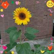 ヒメ日記 2026/04/07 10:08 投稿 はぁと 金瓶梅-きんぺいぱい-