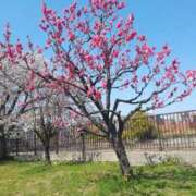 ヒメ日記 2026/03/06 11:07 投稿 まり 熟女総本店 日本橋ミナミエリア店