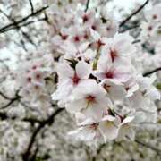 ヒメ日記 2026/04/08 13:12 投稿 かなで スピードエコ難波店