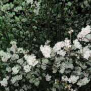 ヒメ日記 2026/04/17 15:26 投稿 佐古山 なつき 30代40代50代と遊ぶなら博多人妻専科24時