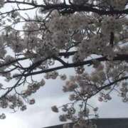 ヒメ日記 2026/03/27 18:31 投稿 さちこ 愛知弥富ちゃんこ