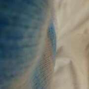 シマダコ　縞蛸 一応 女の子市場