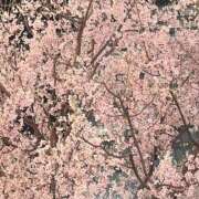 りりす 本日います🌸 バイオレンス