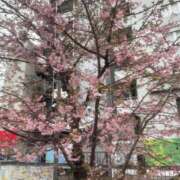 ヒメ日記 2026/03/12 10:01 投稿 芹那-serina- 品川エッセンス