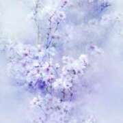 ヒメ日記 2026/04/02 10:00 投稿 芹那-serina- 品川エッセンス