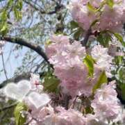 ヒメ日記 2026/04/03 12:16 投稿 国立～KUNITACHI～ BBW 西川口店