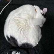 こは こは（clubさくら日本橋店） club さくら日本橋店