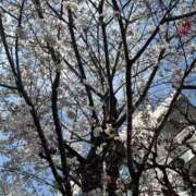 ヒメ日記 2026/03/28 20:44 投稿 さくら★容姿端麗なエリート美女 Bell～S級美女お姉様・人妻デリヘル～