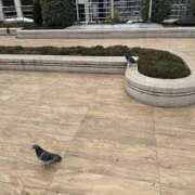 ヒメ日記 2026/03/06 11:51 投稿 緑（みどり） 松戸デリヘル　熟女ヘブン