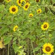 ヒメ日記 2026/03/08 22:56 投稿 はるか☆SS級美乳Fカップ入店 AQUA（辻）