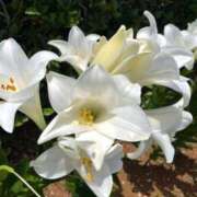 はるか☆SS級美乳Fカップ入店 ありがとうございました AQUA（辻）