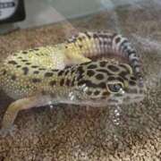 ヒメ日記 2026/03/28 21:51 投稿 かりん スピード難波店