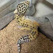 ヒメ日記 2026/04/02 23:09 投稿 かりん スピード難波店