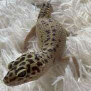 かりん 新人＠かりん（スピード難波店） スピード難波店