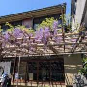 すみか 藤の花 川崎・東横人妻城